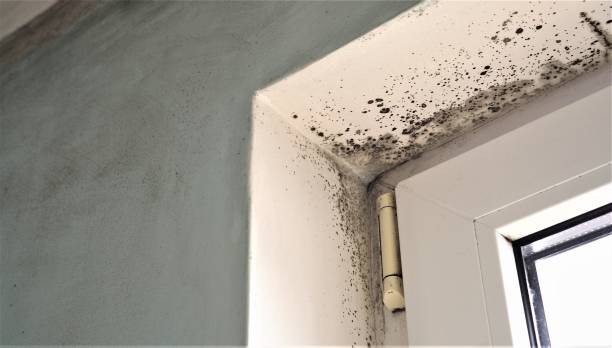 Best Mold Removal for HVAC Installations  in Mustang, OK