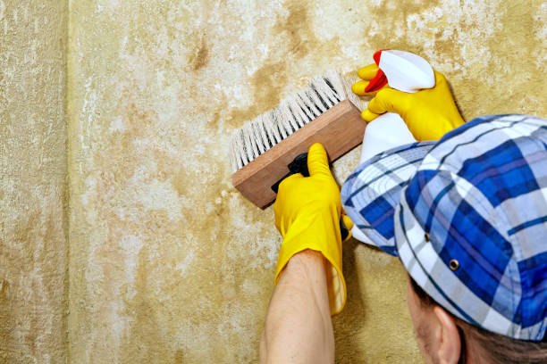 Environmental Consulting for Mold Prevention