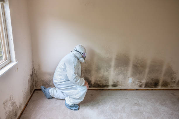 Best Mold Odor Removal Services  in Mustang, OK