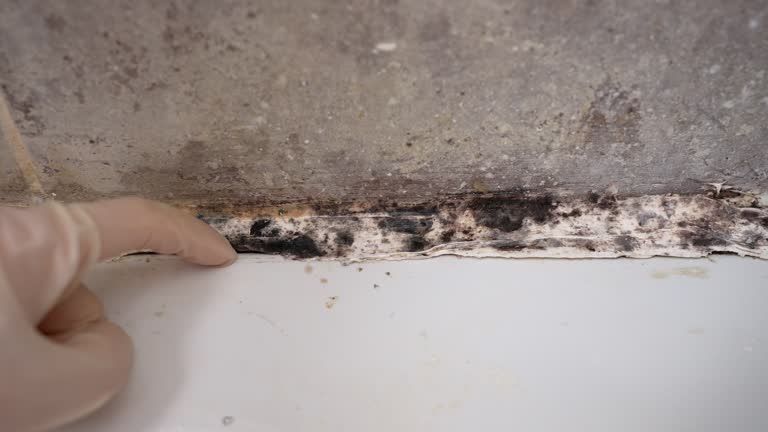 Mustang, OK Mold Removal Company